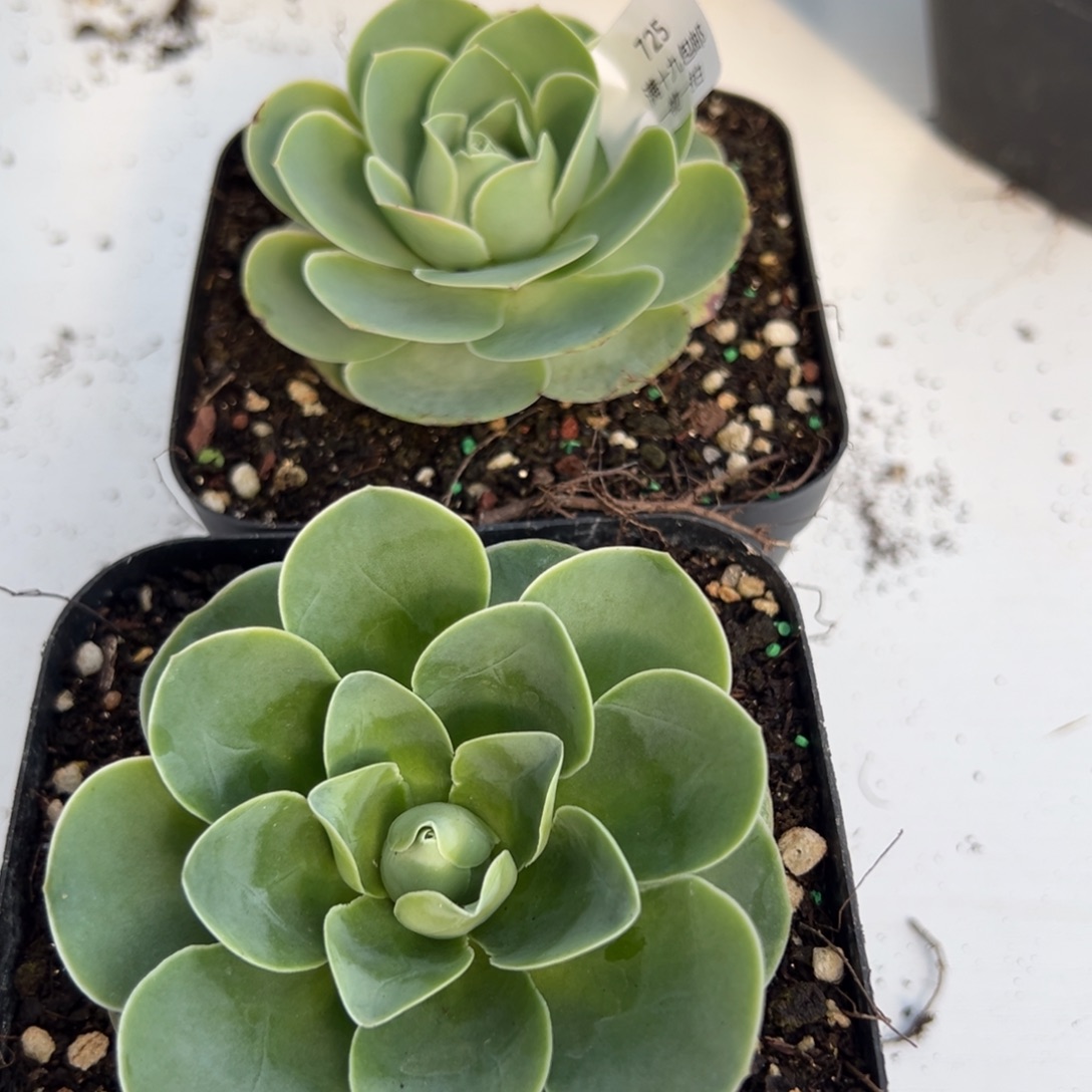 725 山地玫瑰带盆土发货