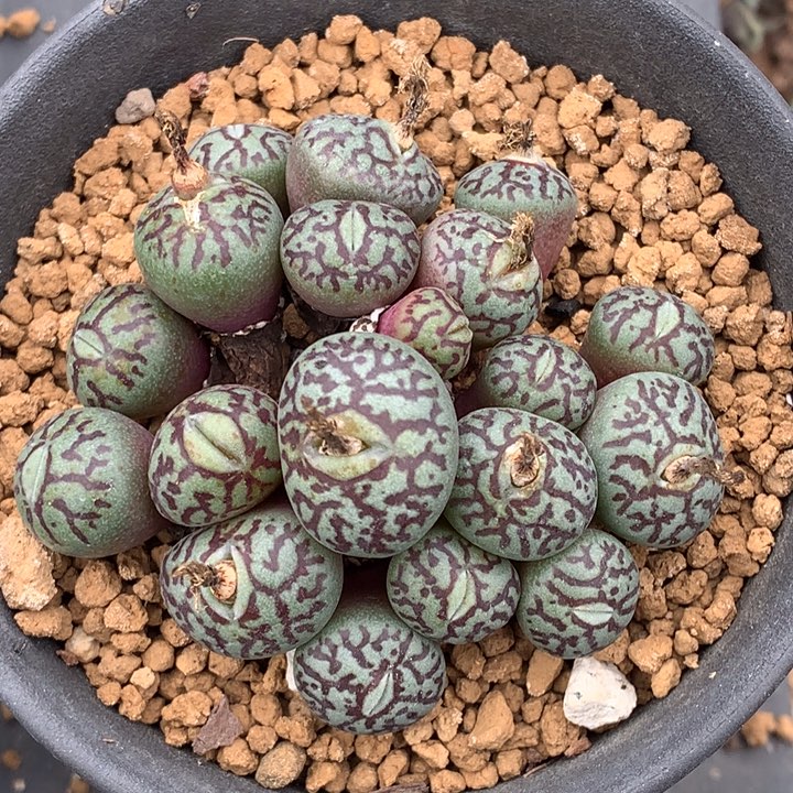 精品多肉植物墨小锥