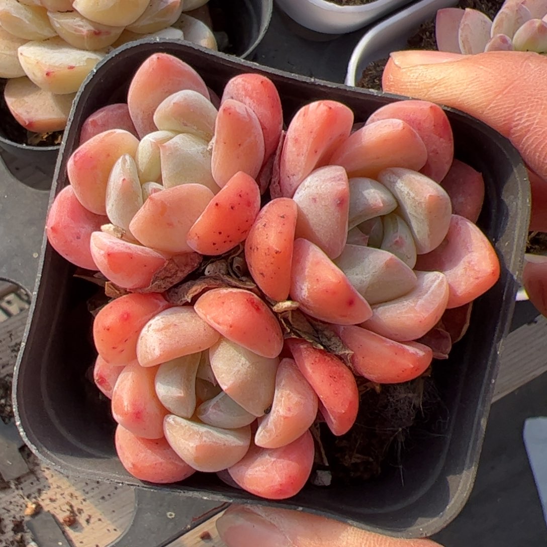 106 满38包邮一物一拍