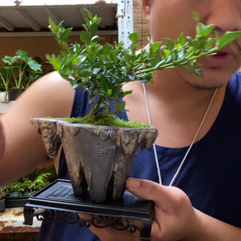 红陶一物一拍所见即所得239