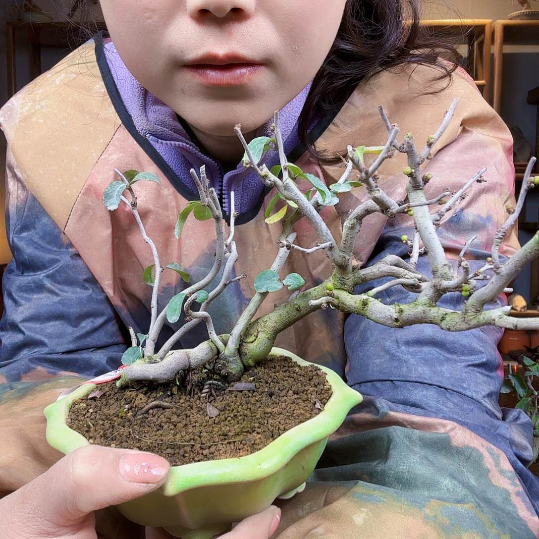 一**你红花云龙海棠老桩