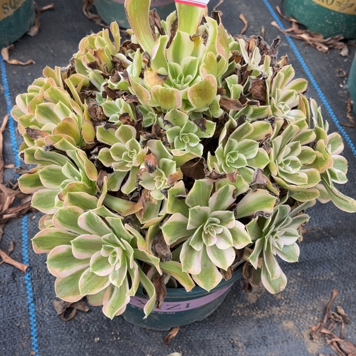 290男神多肉植物法师