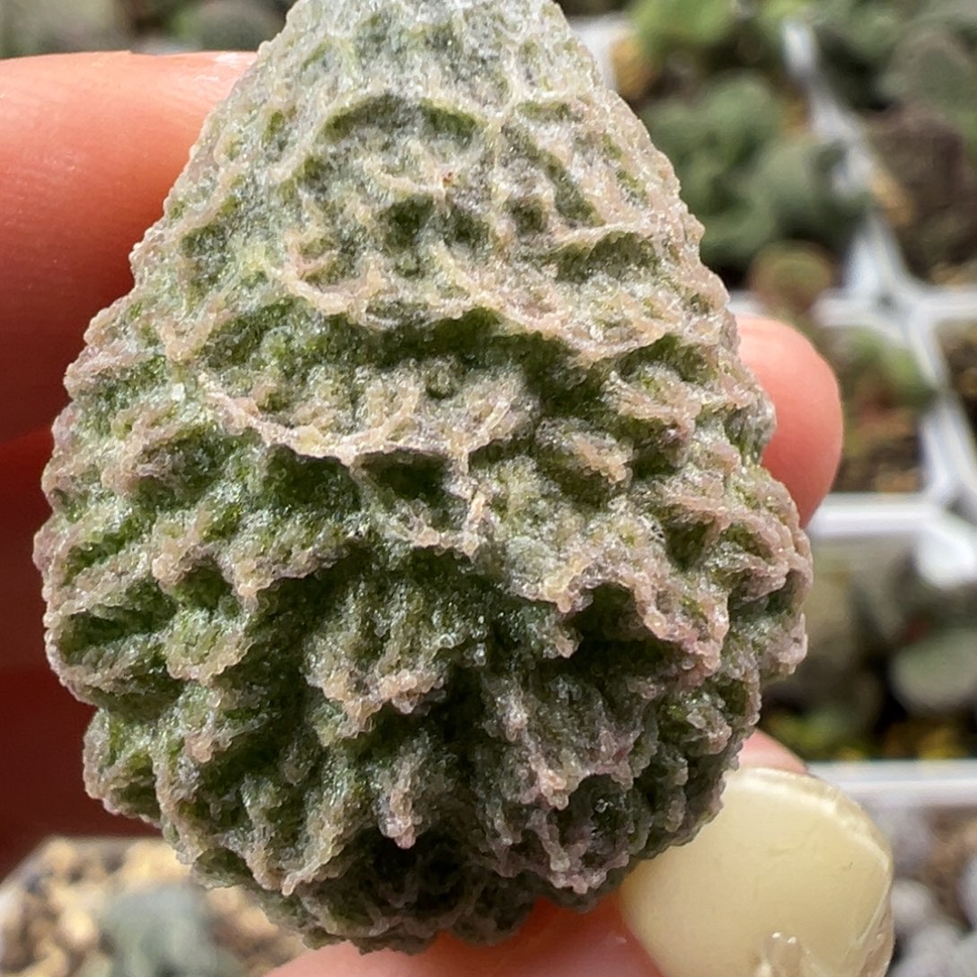 盲盒叶狂野网格纹