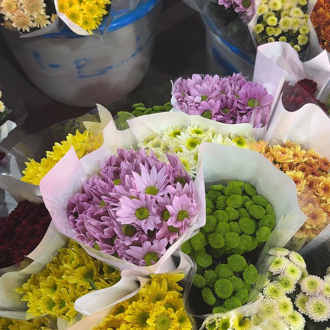 粉色三文鱼小雏菊10支