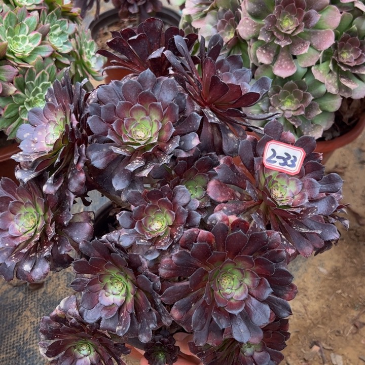 小微瑕墨筒多肉植物2-33