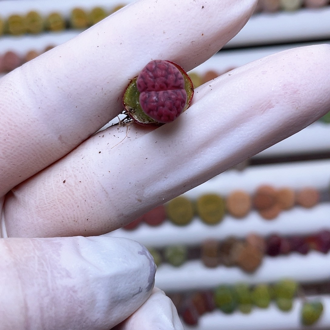 229号 紫花纹…………