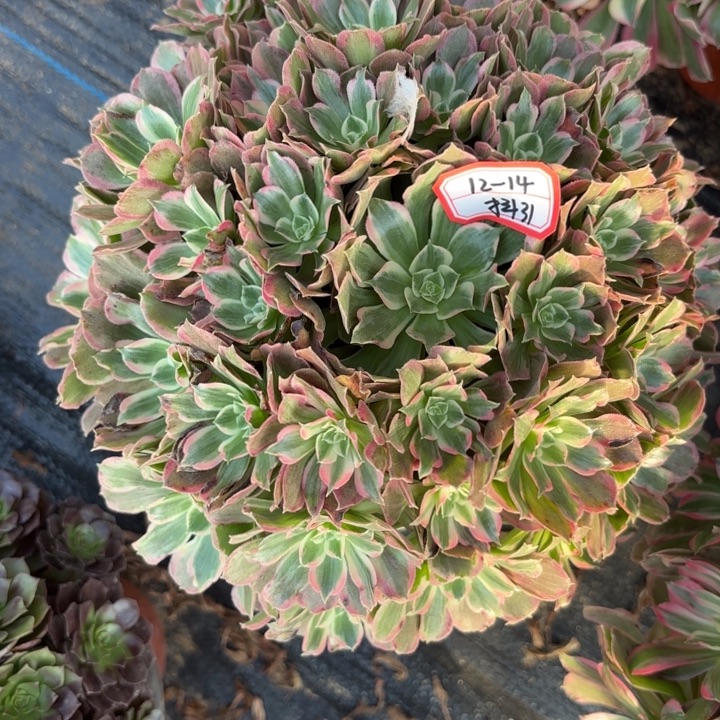 青丝多肉法师不包损31