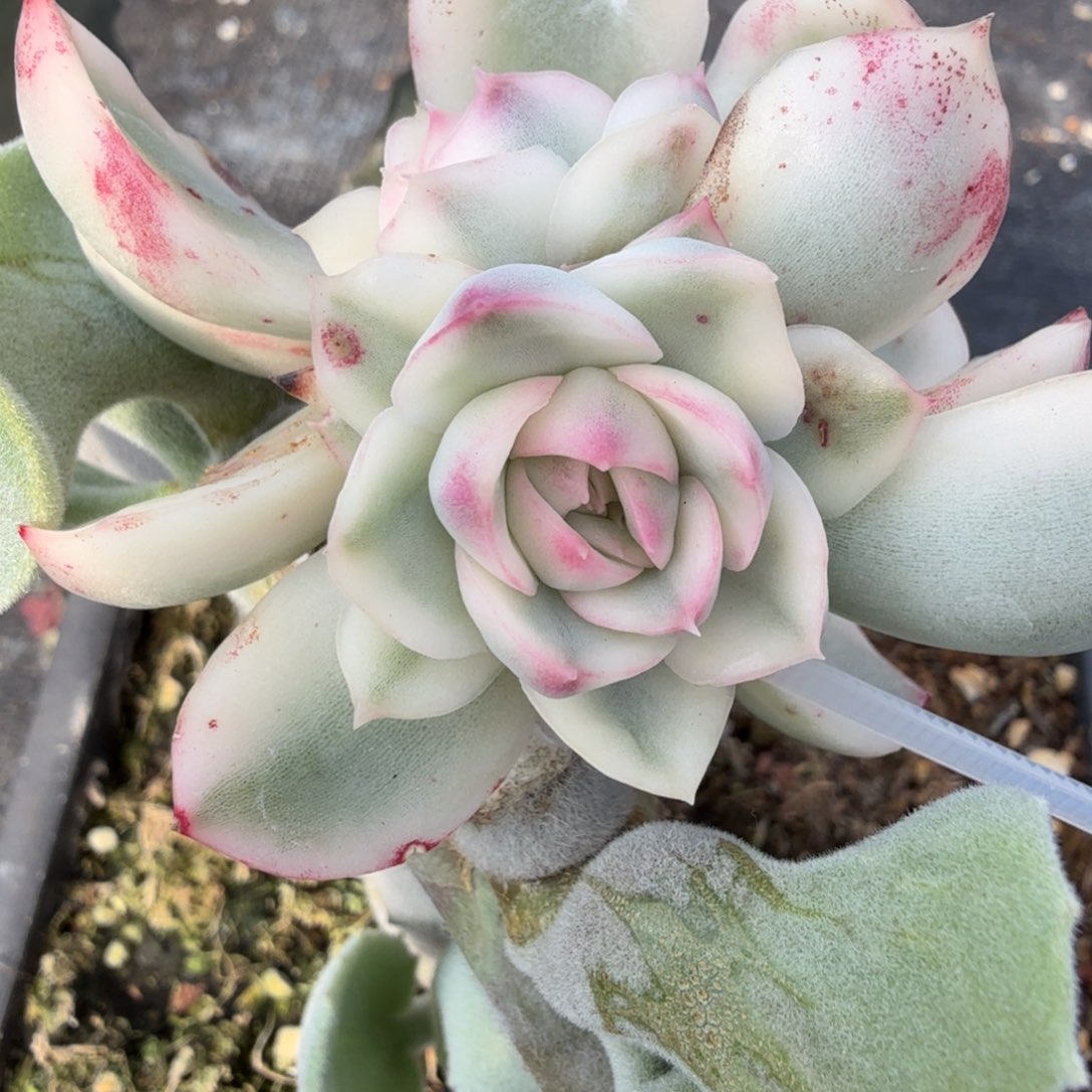 琉璃盏侧芽 安吉园艺