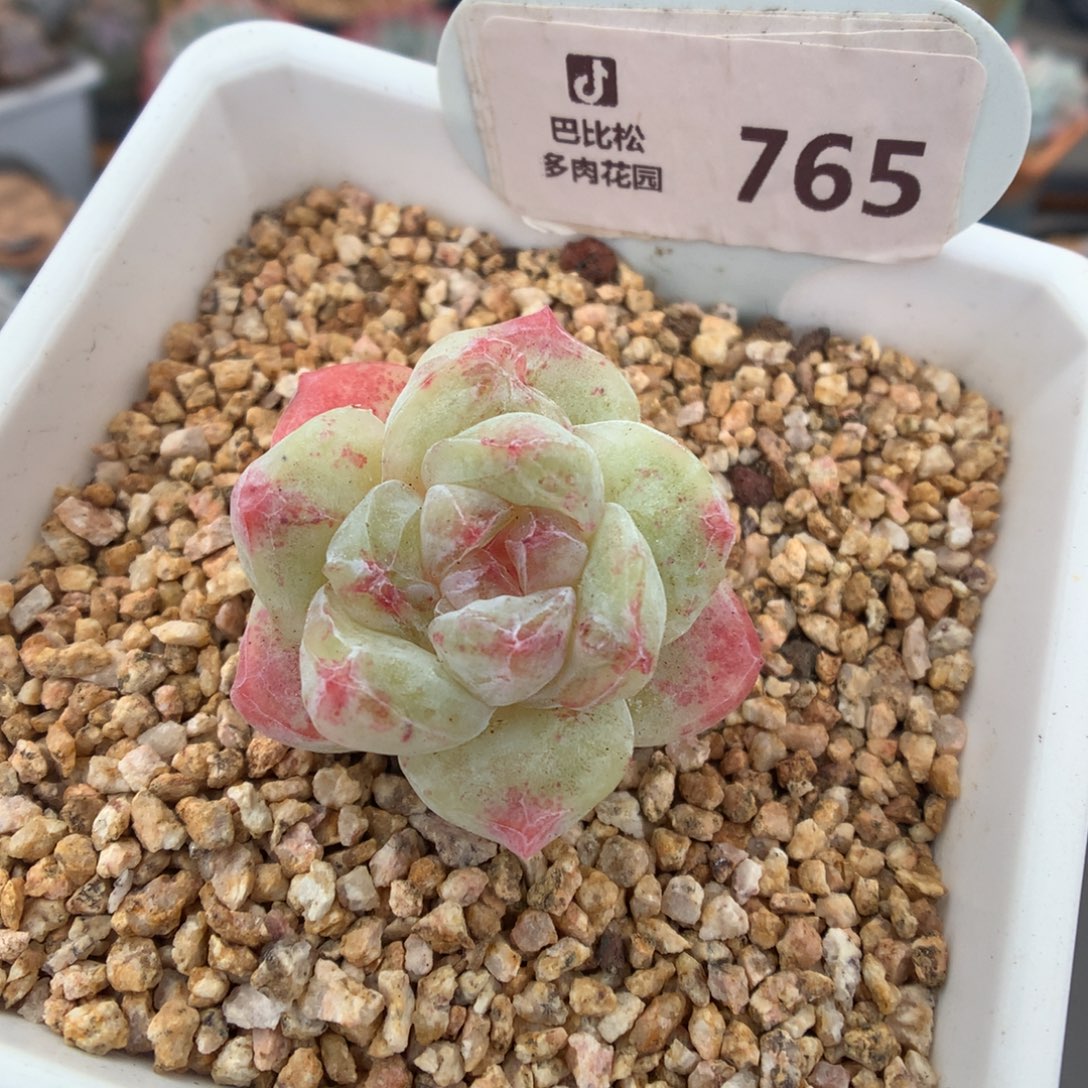 765 冰玉石化多肉多肉
