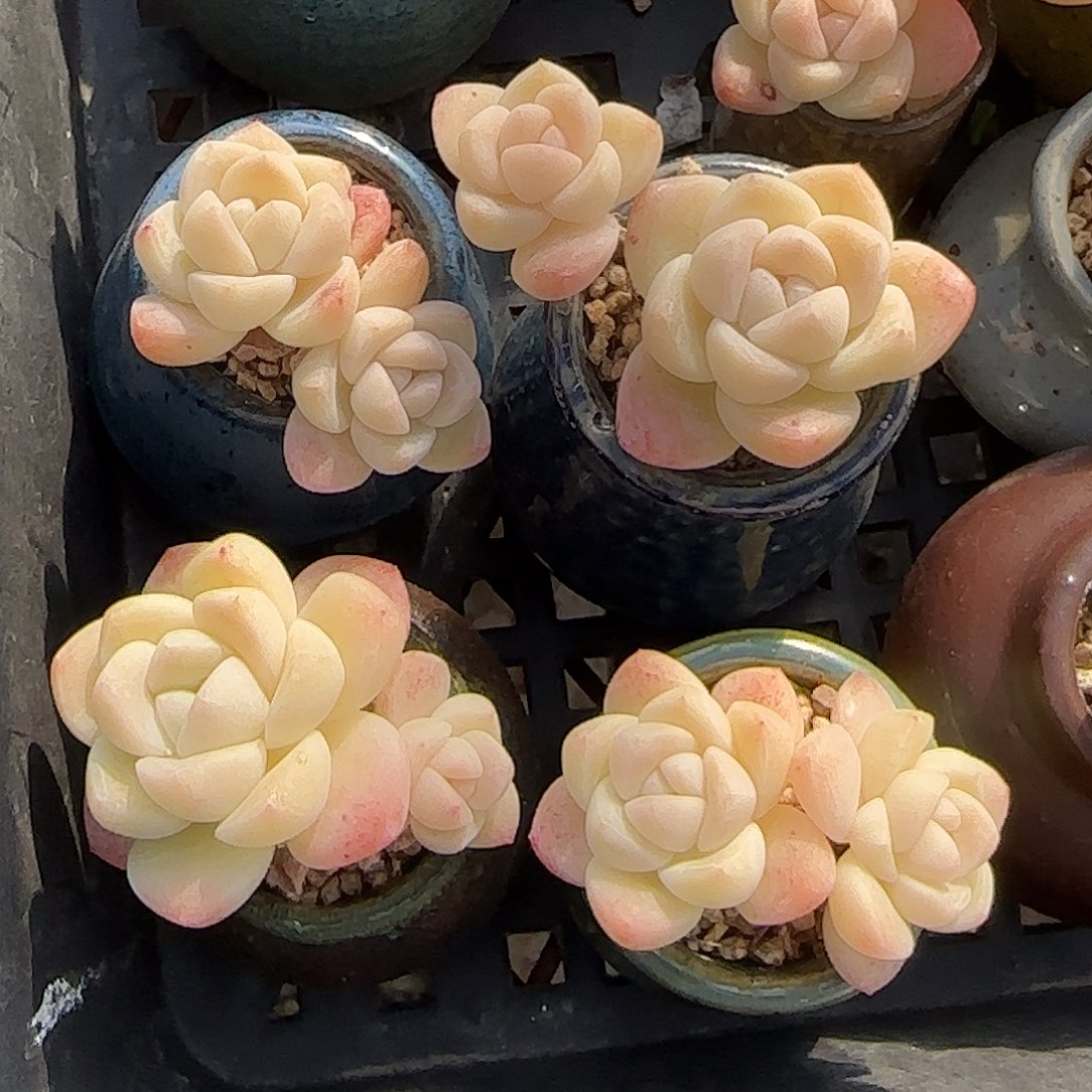 奶油冰玉四颗一组带盆