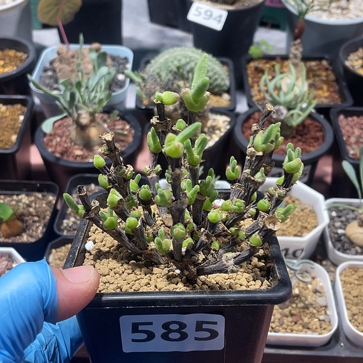 585枝干兔子老桩植物