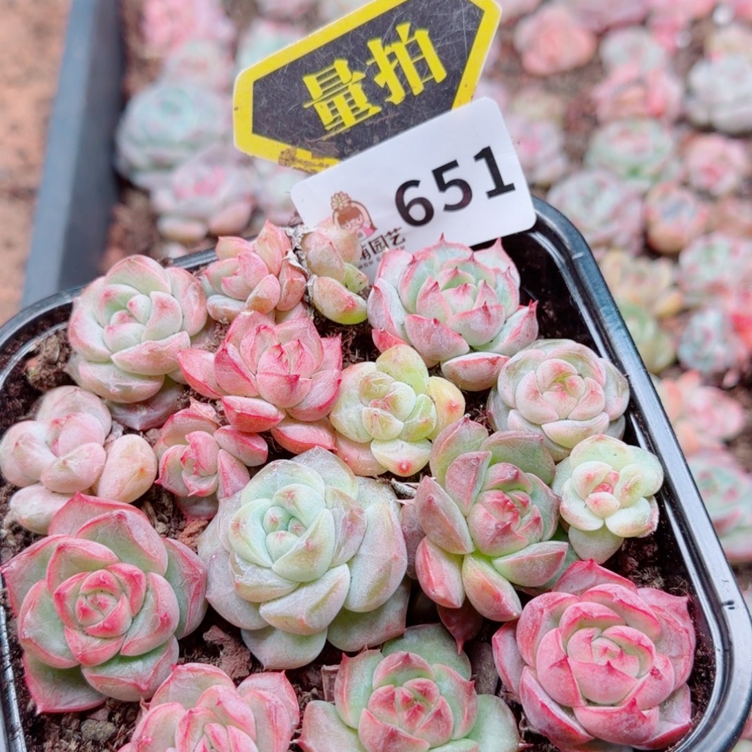 多肉植物多肉植物