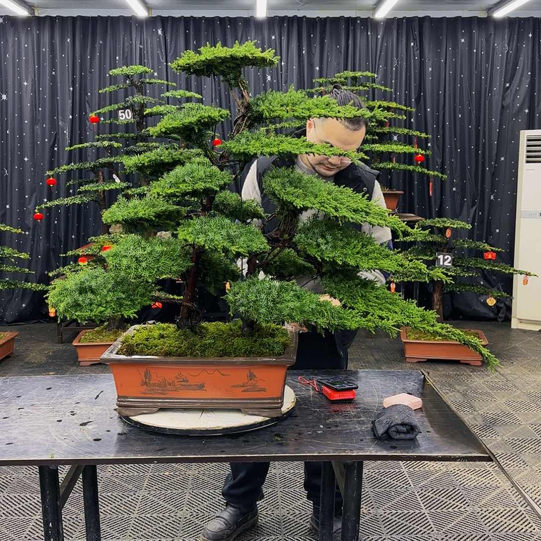 松树柏树造型盆景