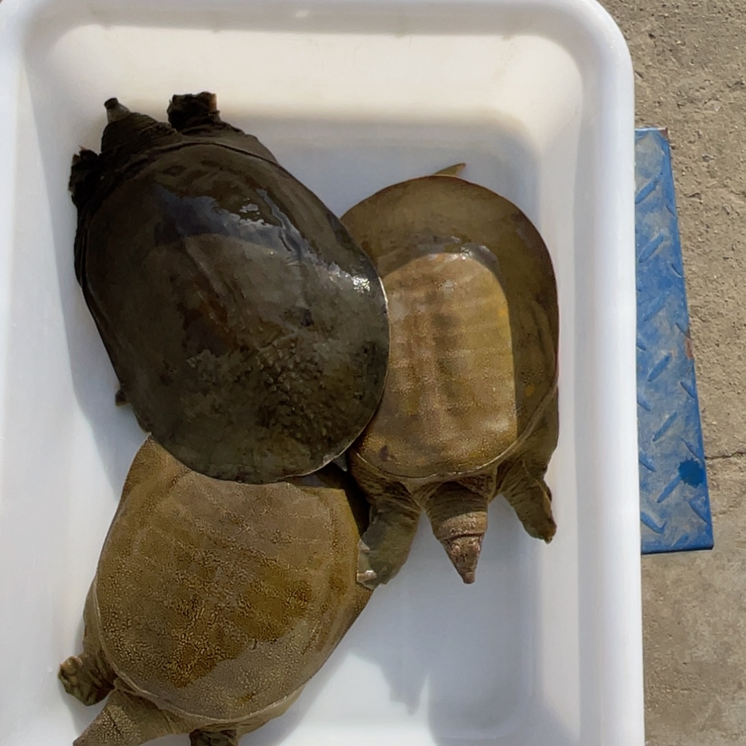 中国大陆野生甲鱼包邮