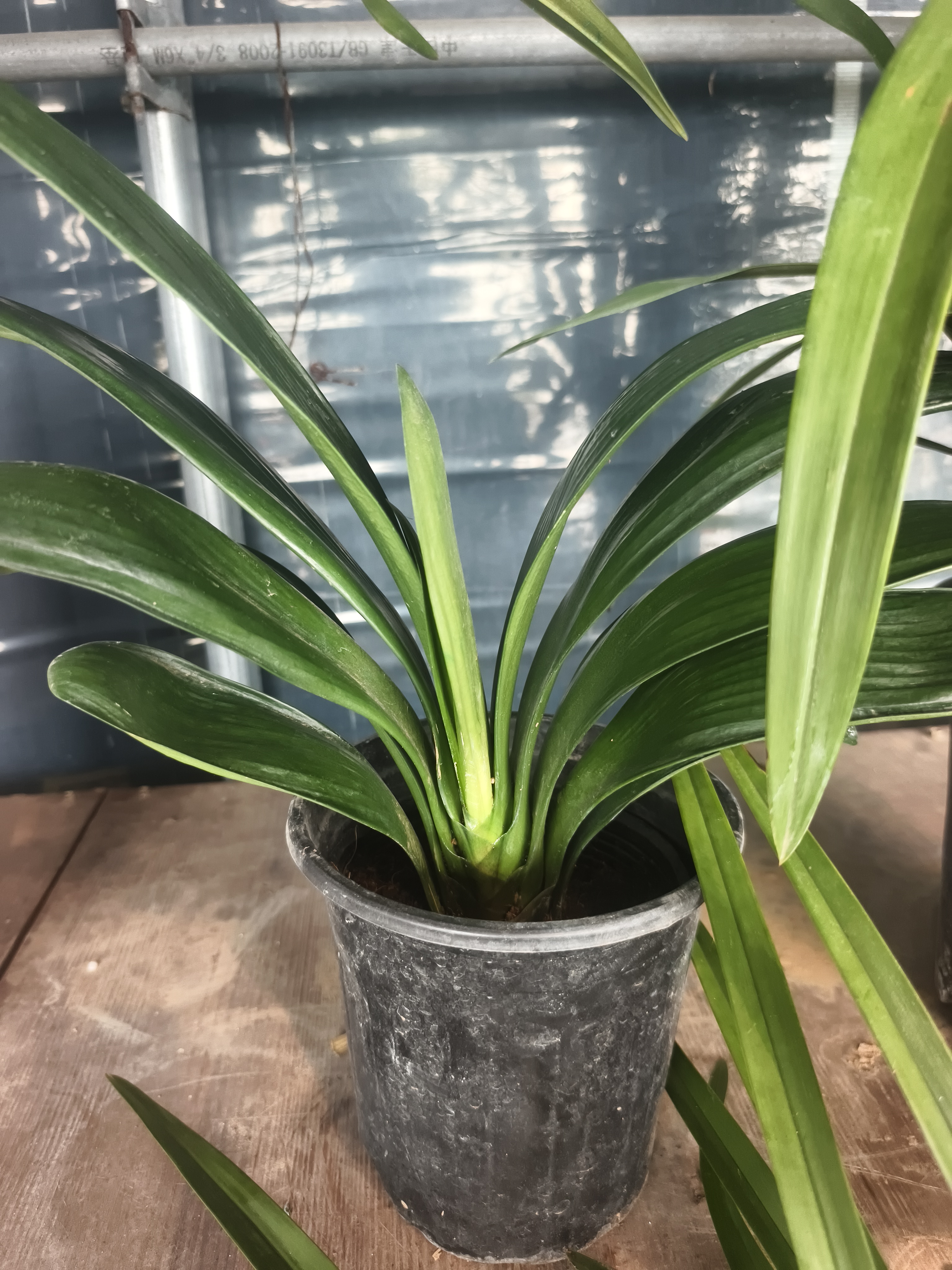 君子兰盆栽室内绿植四季常青好养易活带花苞