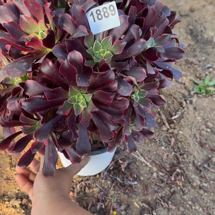 1889金丝清棚处理不包断枝