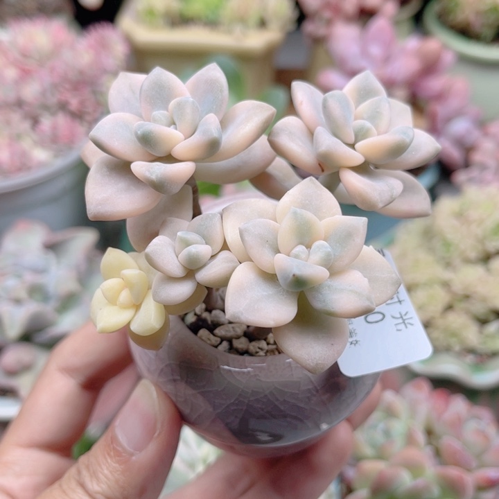 660 美杏锦 带陶瓷盆发货 满28包邮