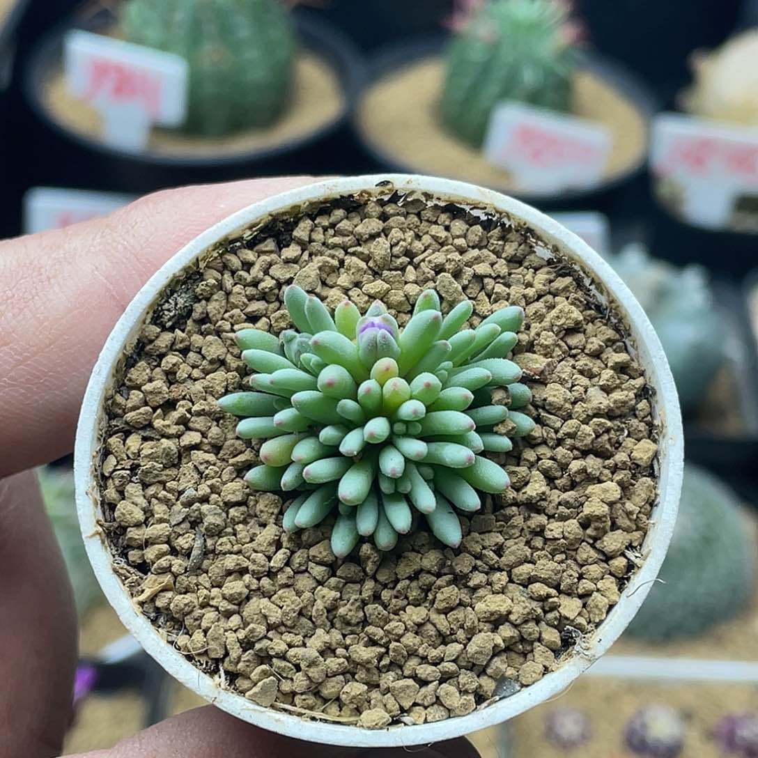 葵珊瑚 致远多肉植物