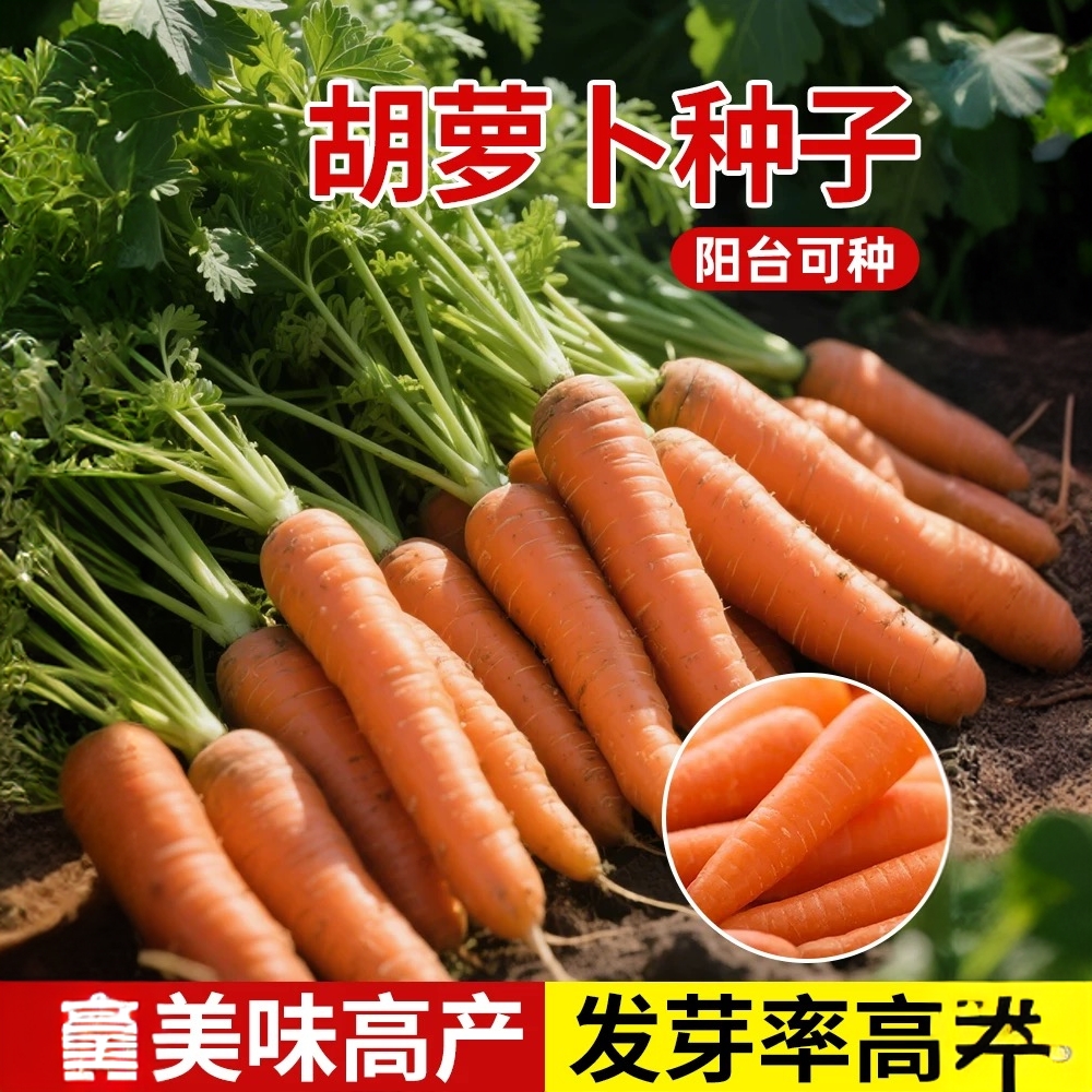 胡萝卜种子种籽红水果萝卜四季籽种蔬菜籽子七寸蔬菜种子大全