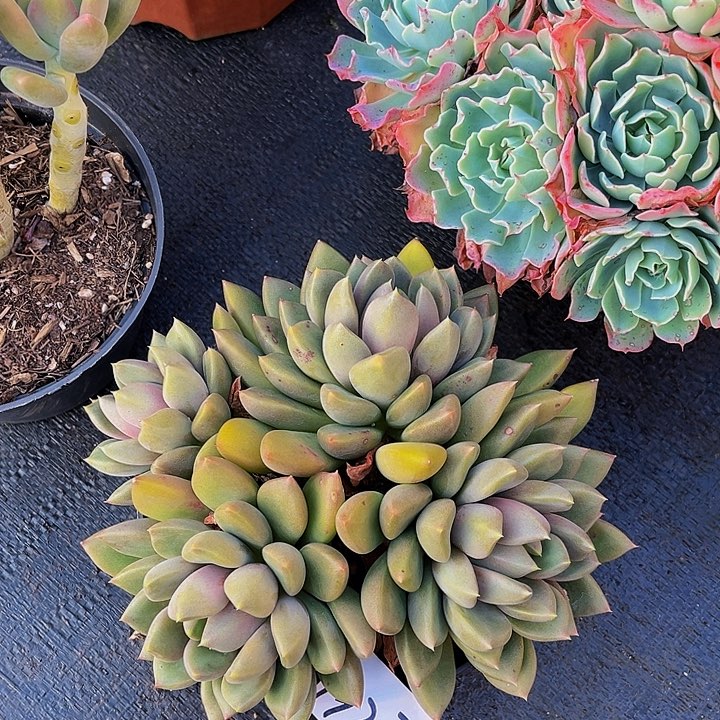 Y**o红象牙羊1927