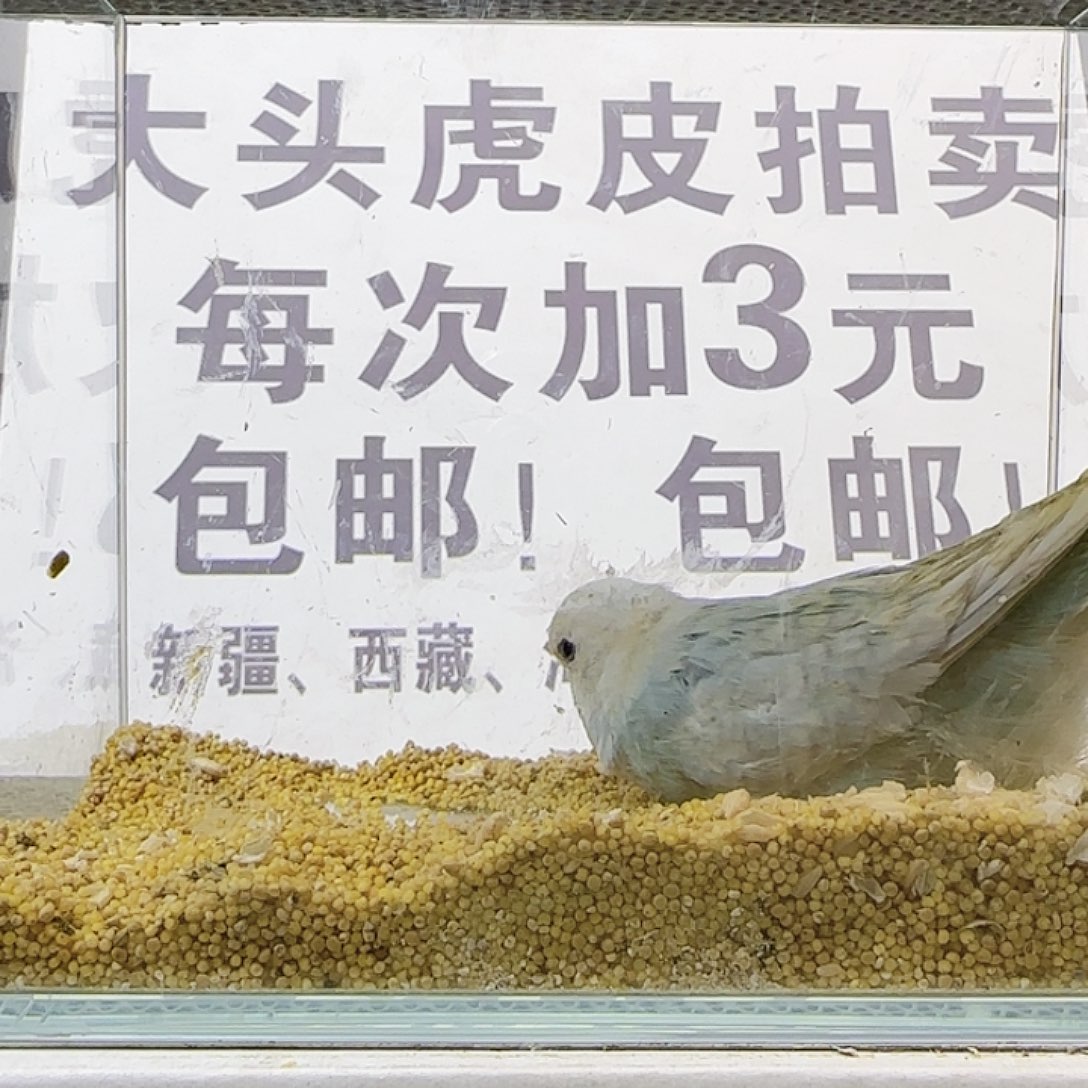 虎皮鹦鹉大头鹦鹉