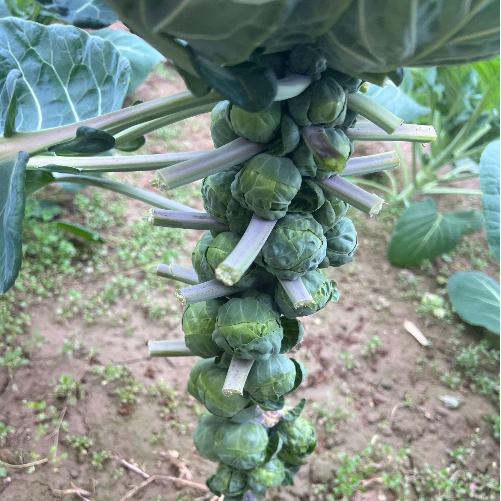 孢子甘蓝种子迷你包菜阳台盆栽四季播包邮蔬菜种子蔬菜苗