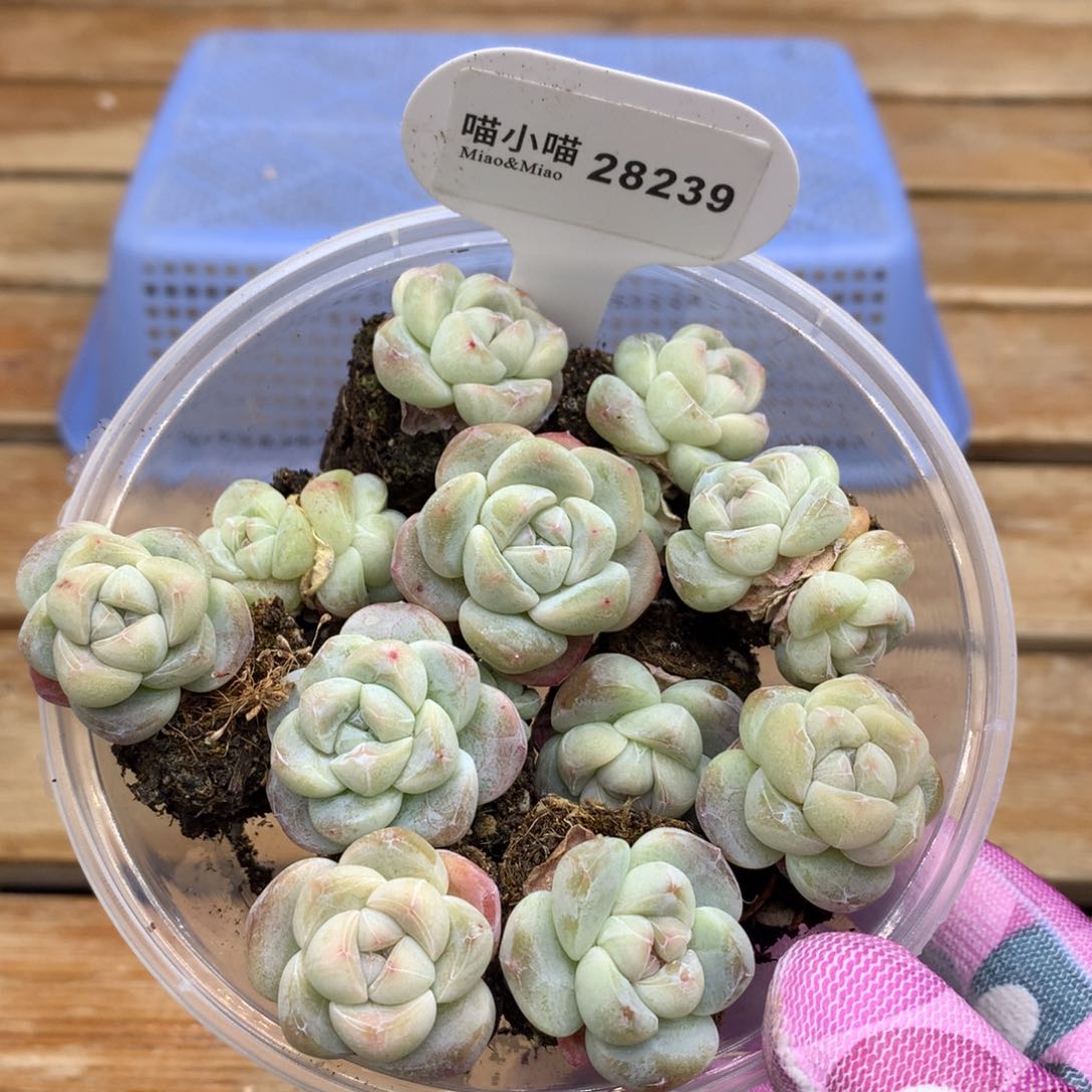 多肉植物冰玉多肉