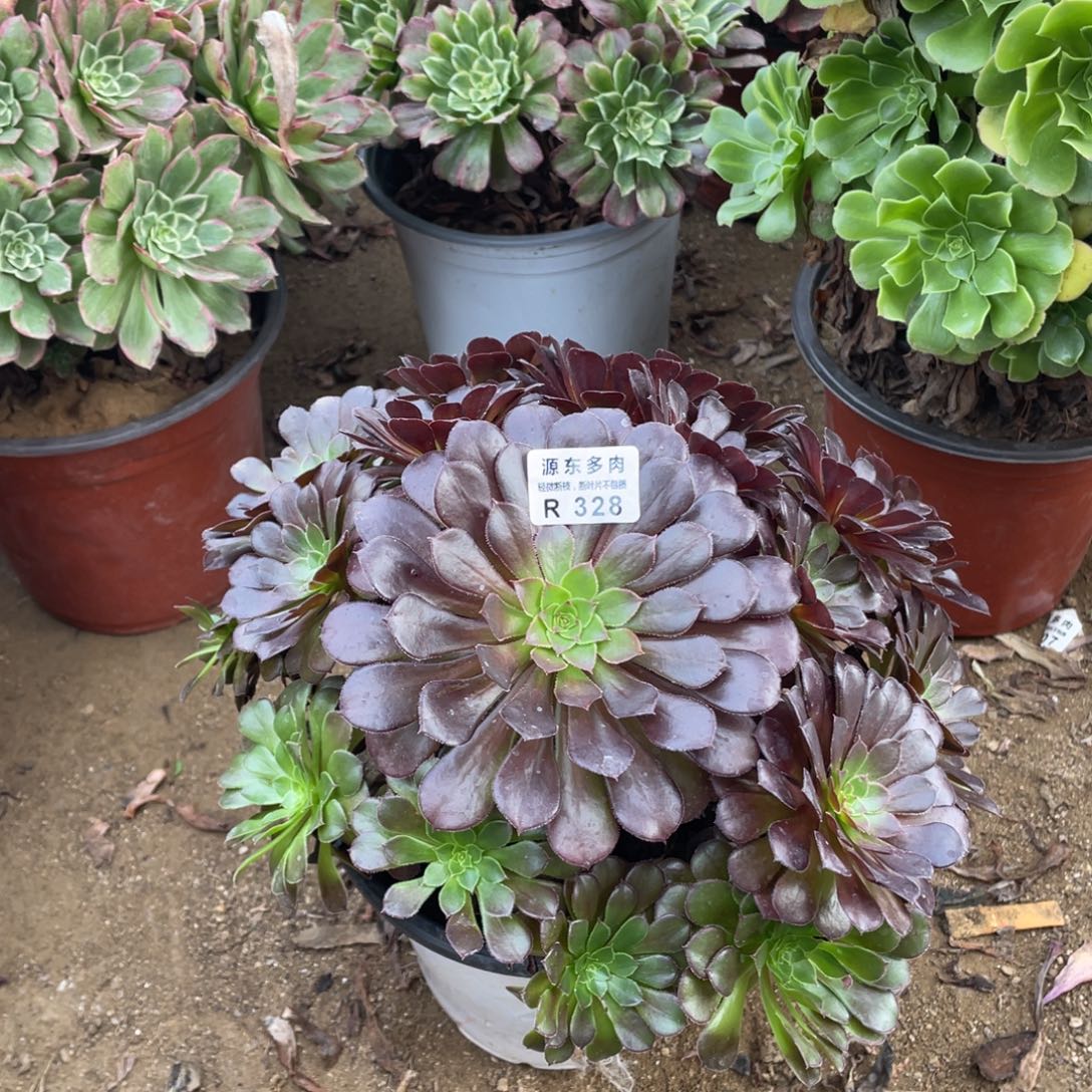 328黑铜壶多肉法师断枝不包