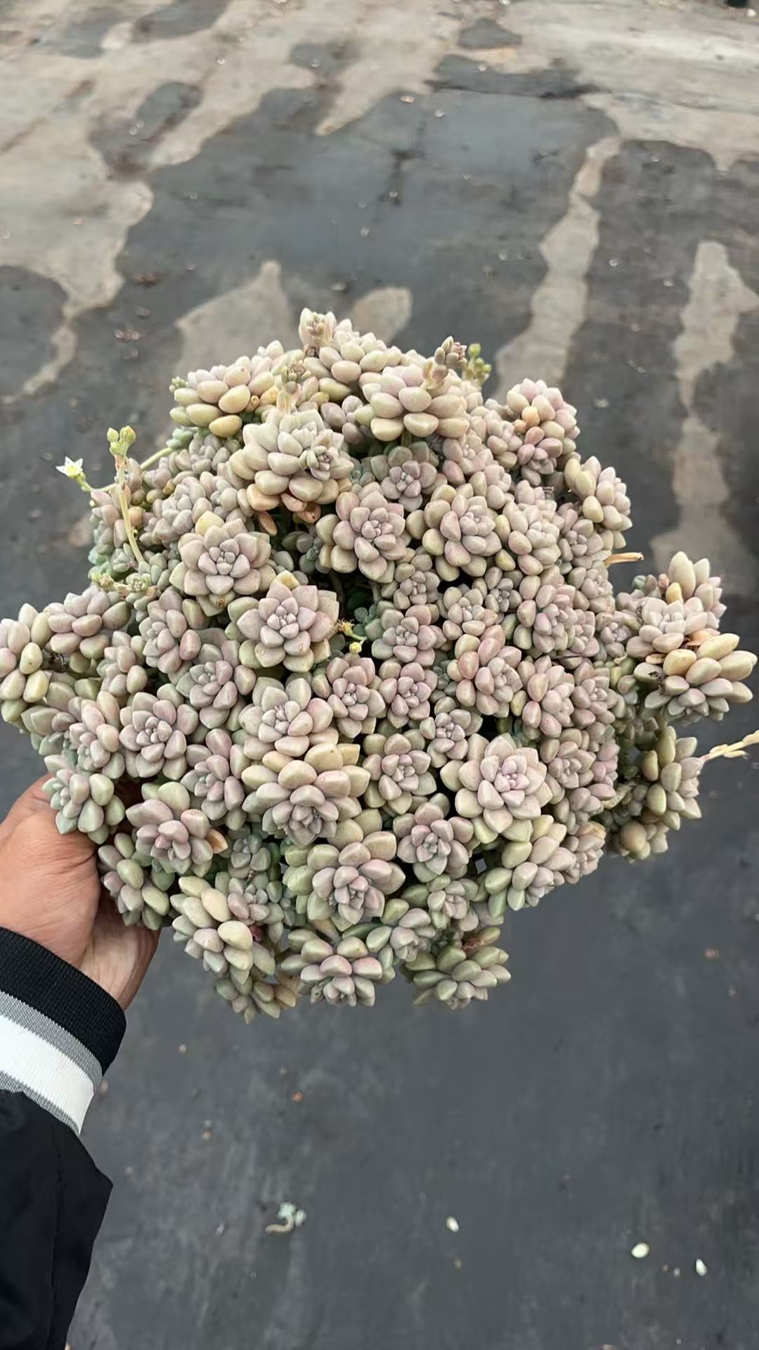 丸叶姬秋丽（大群） 多肉植物绿植  鲜花盆栽基地 源头栽种易活 