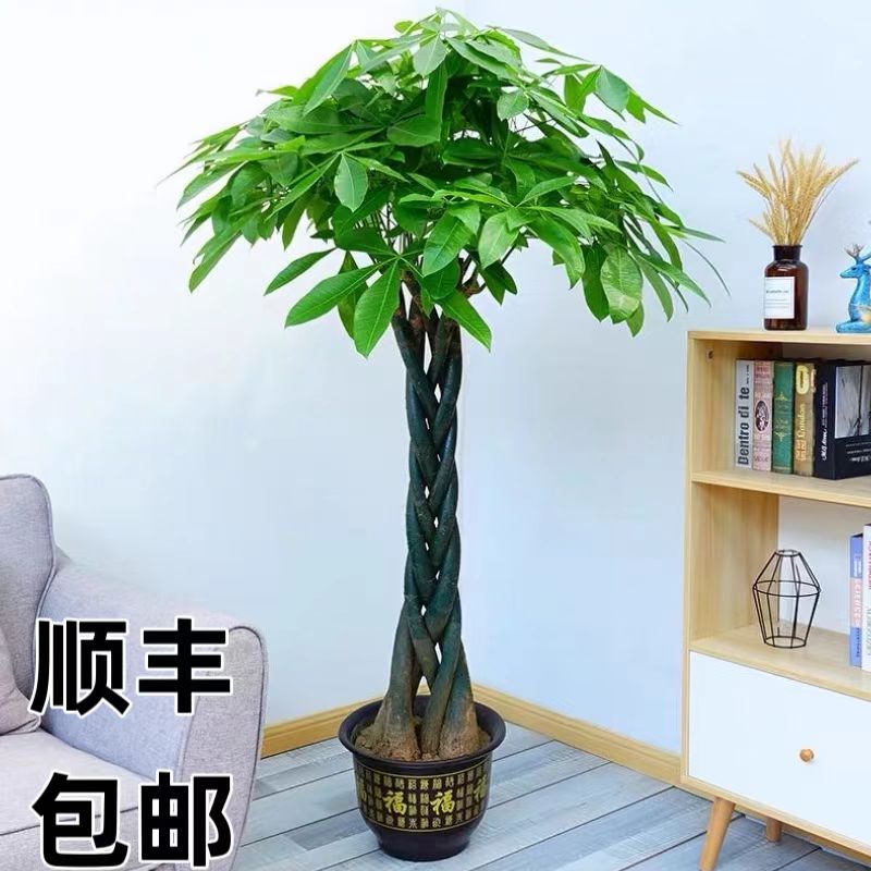 客厅落地绿植大棵发财树室内盆景招财植物适合家居营业场所摆放