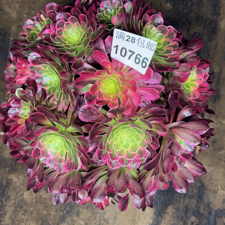 10766南朝霞多肉植物