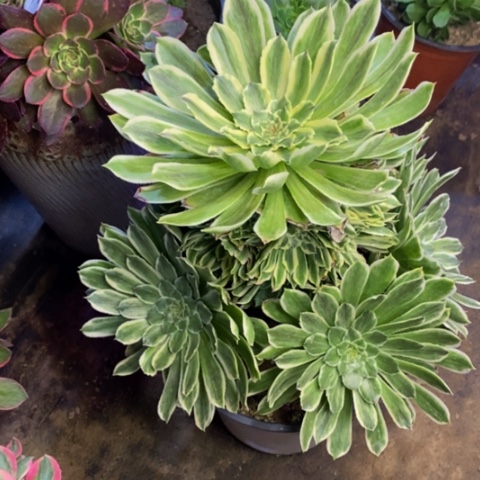 碧浪多肉植物4102