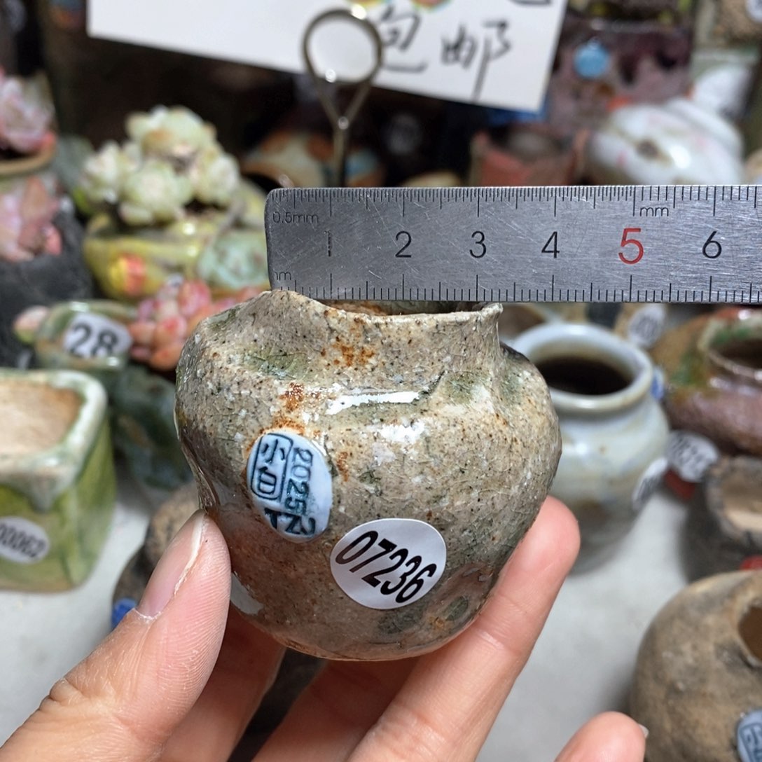 花盆拍3送一个小礼物