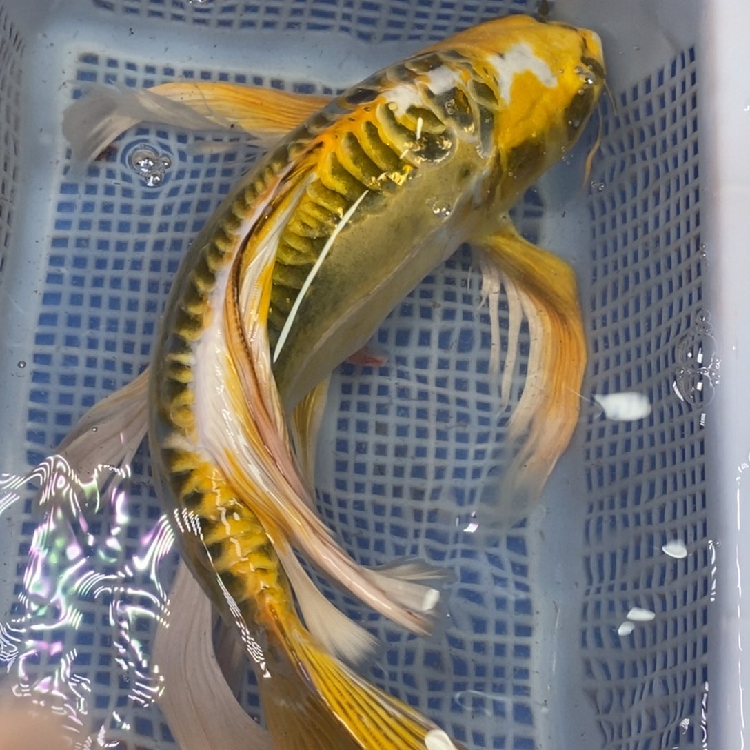 锦鲤冷水锦鲤包邮