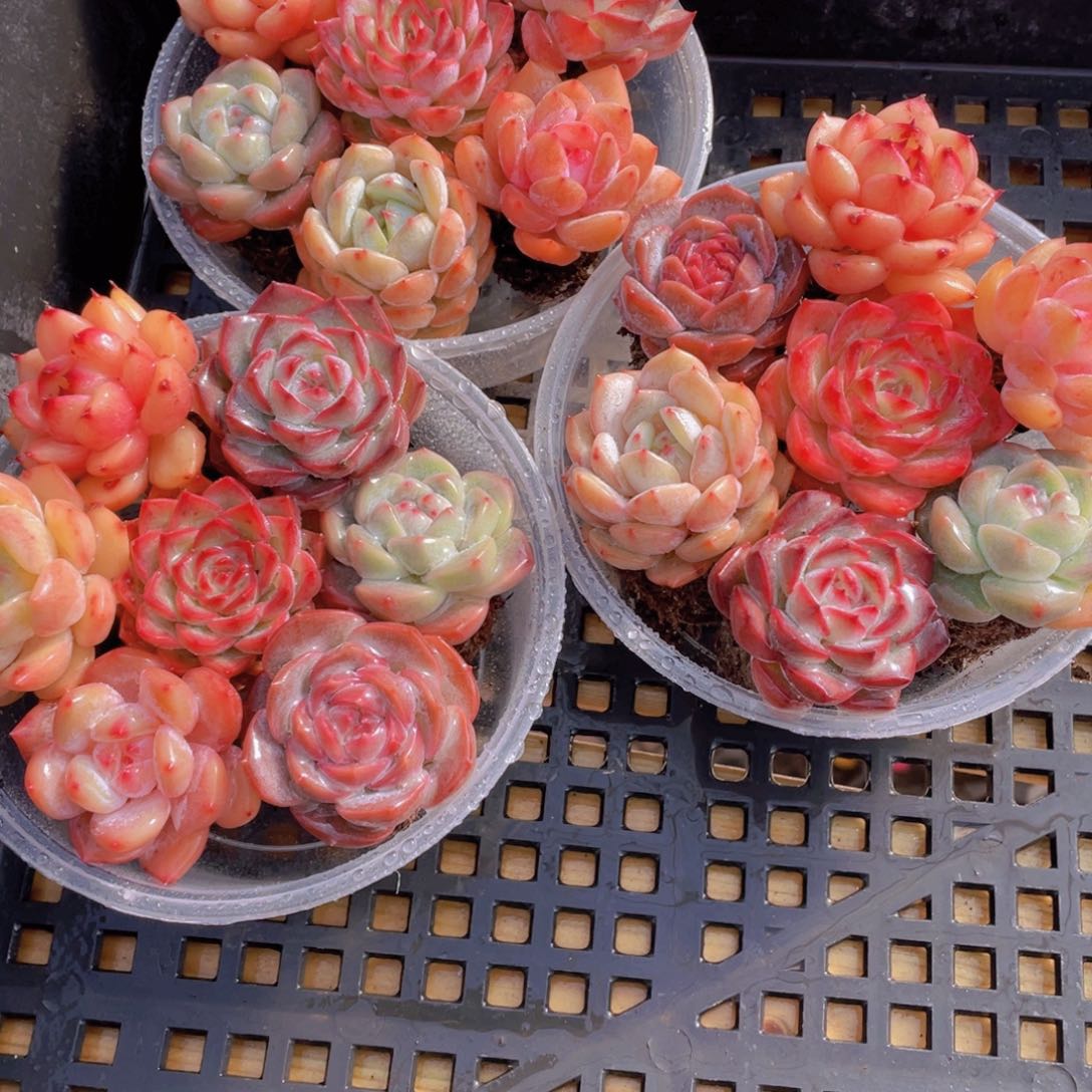 1104号 开播福利高货贵货组合7个 送五个小赠品多肉