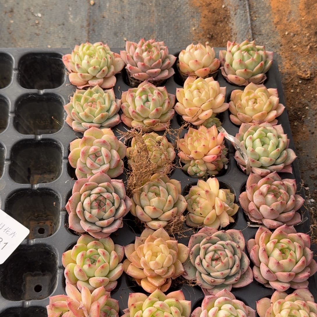 28-31美尼体包子满穴以上带颜色二十四颗量拍发货侧门右四