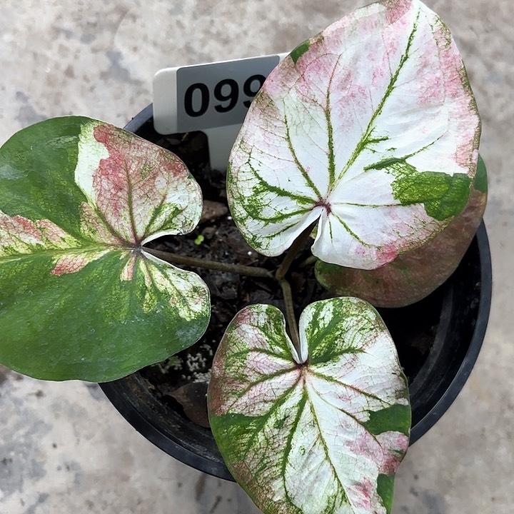 99-0208彩叶芋广东现货