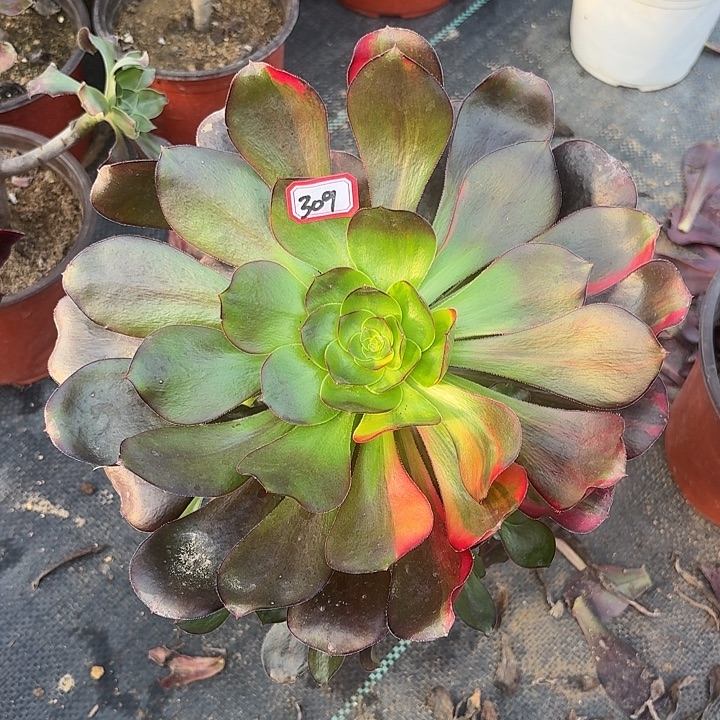 巫毒七彩309多肉植物