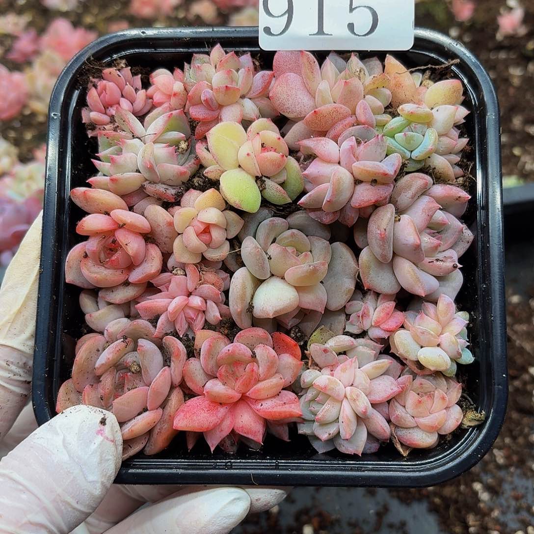 多肉植物多肉植物915