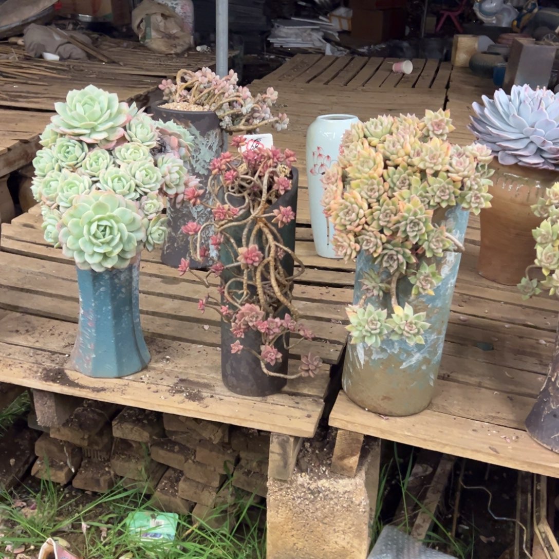 露养老桩恋曲加盆加姬胧月加盆加黄金璀璨加盆加物流费