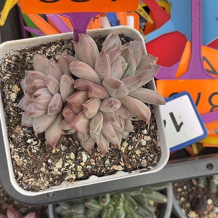 多肉植物彩体幻影381