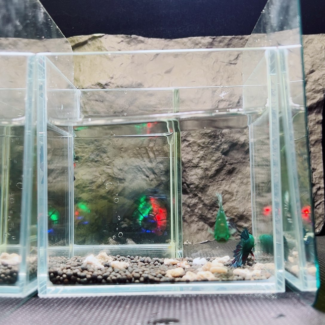 海胆精品精品精品