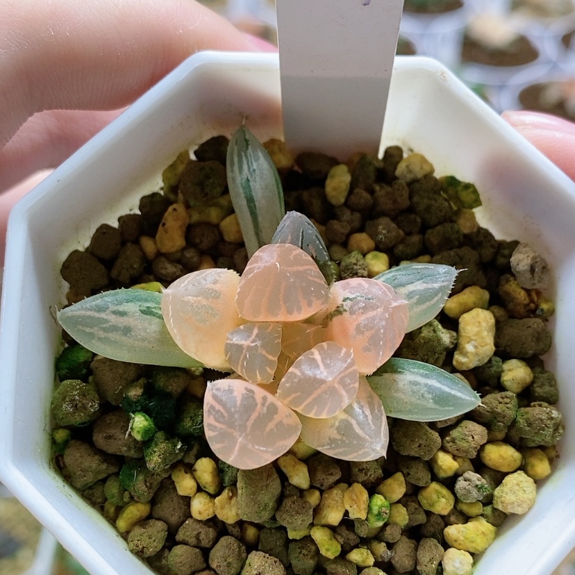 【闪购商品】24福利糊斑OH玉露锦