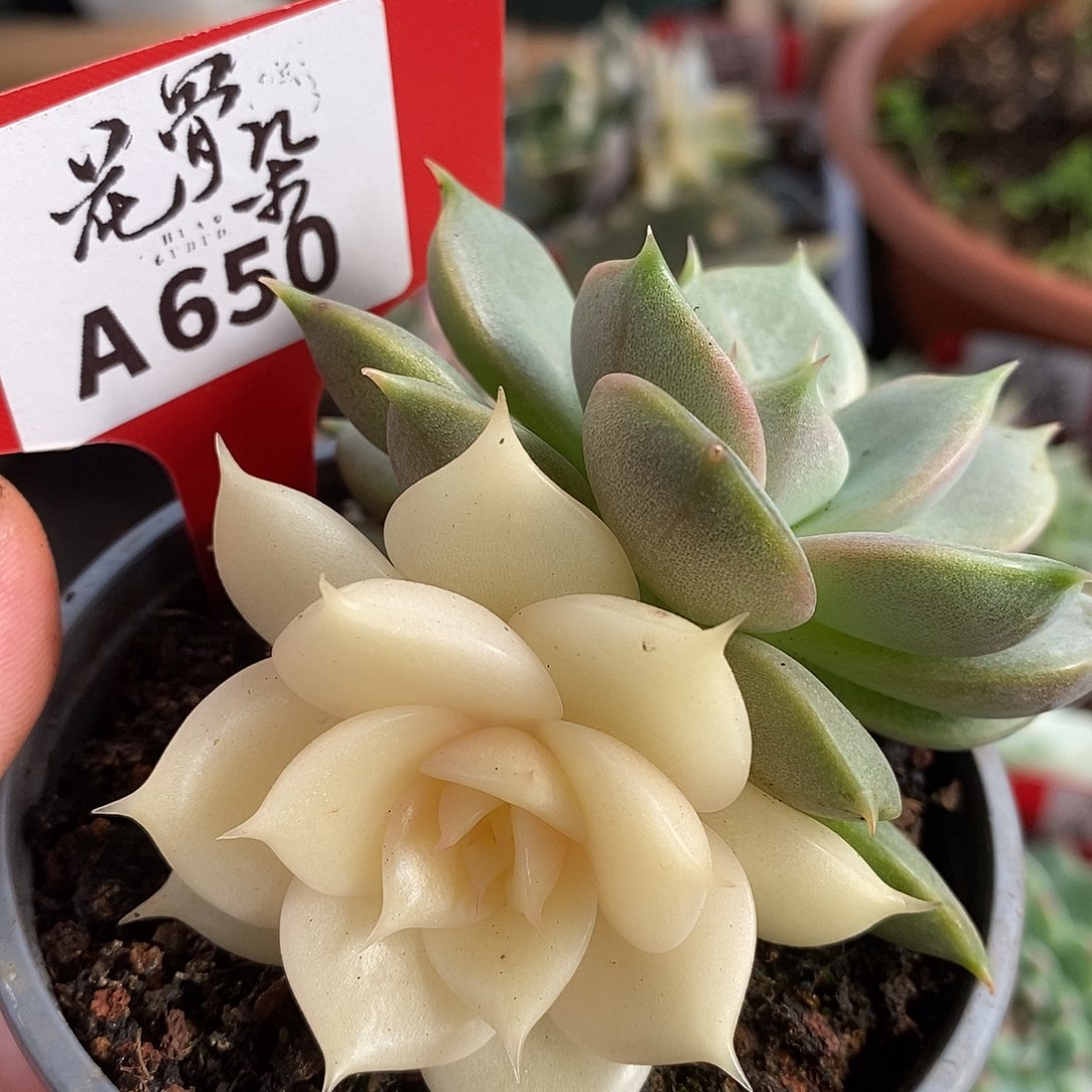 650双头哈哈哈哈哈哈