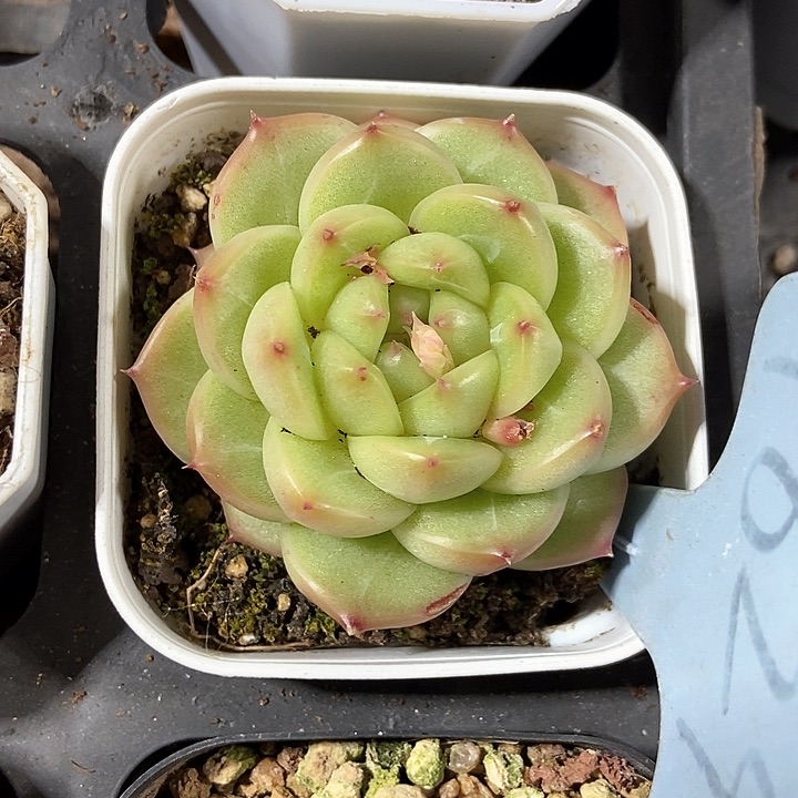 猫****干多肉植物1824d偶然