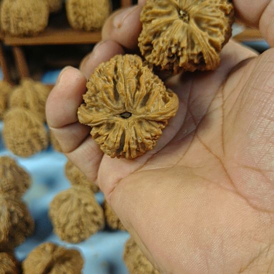 新***人完全开放南疆石核桃