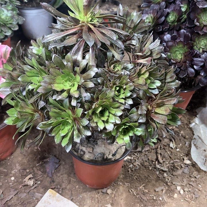 多肉植物法师灰法33