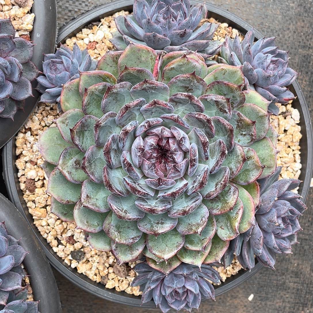 多肉植物一物一拍