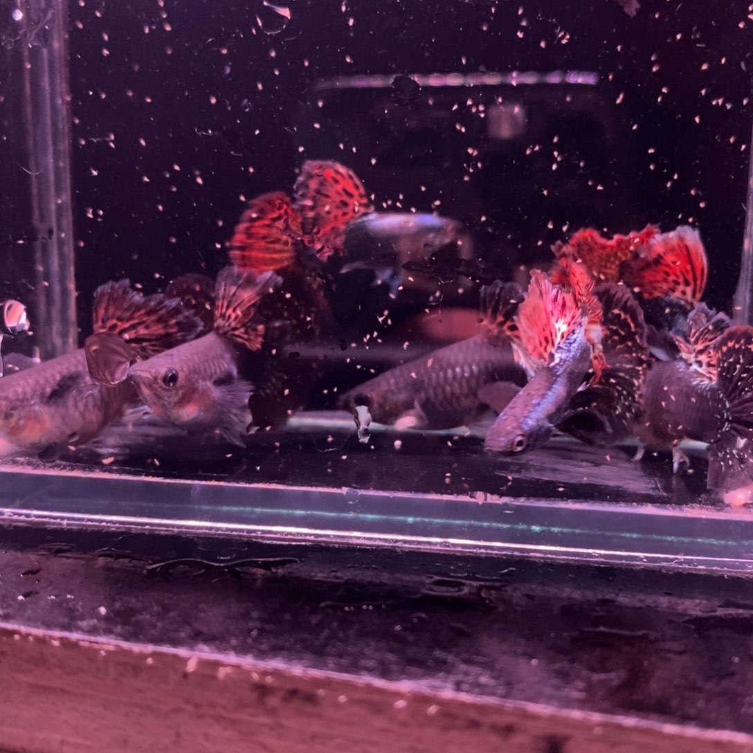 孔雀鱼菊花帆红龙四对