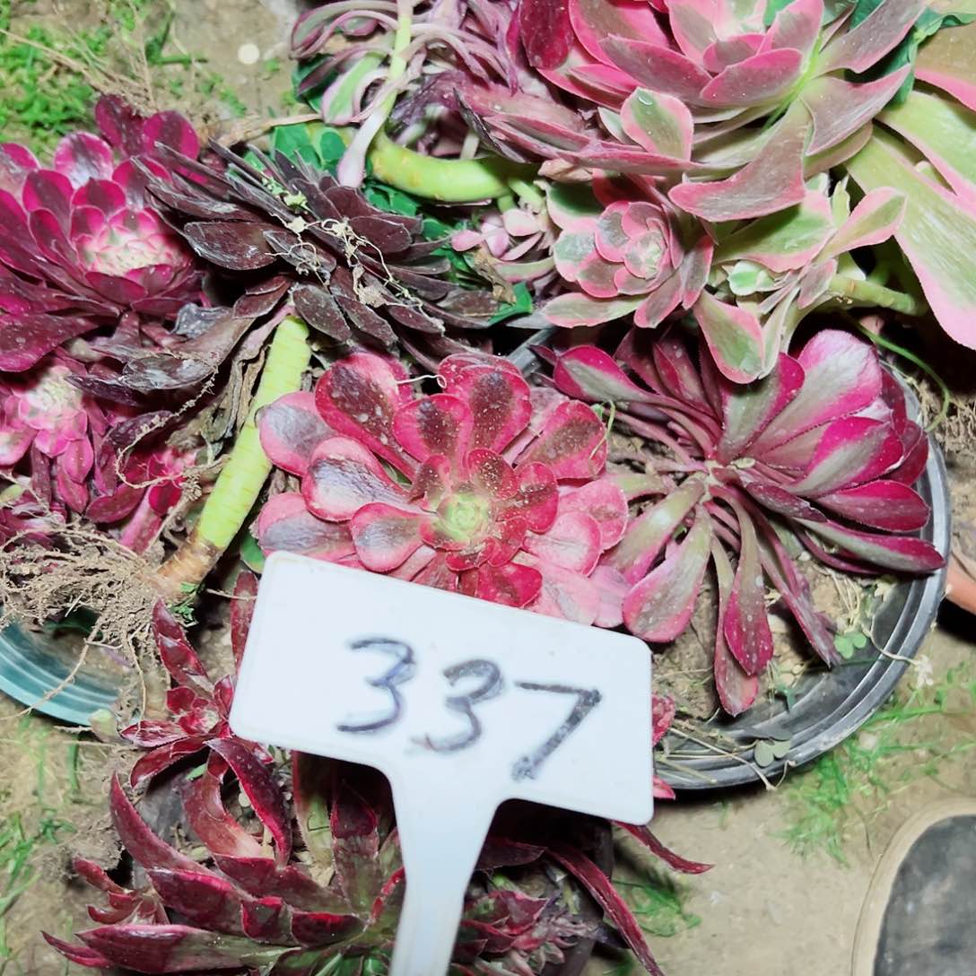 多肉植物组合法师